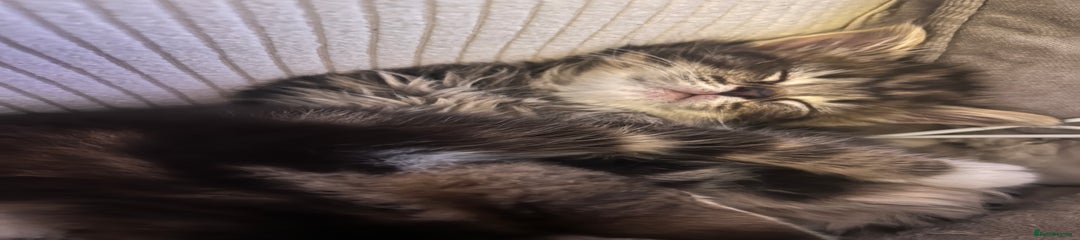 Domestic Shorthair Kitten 5