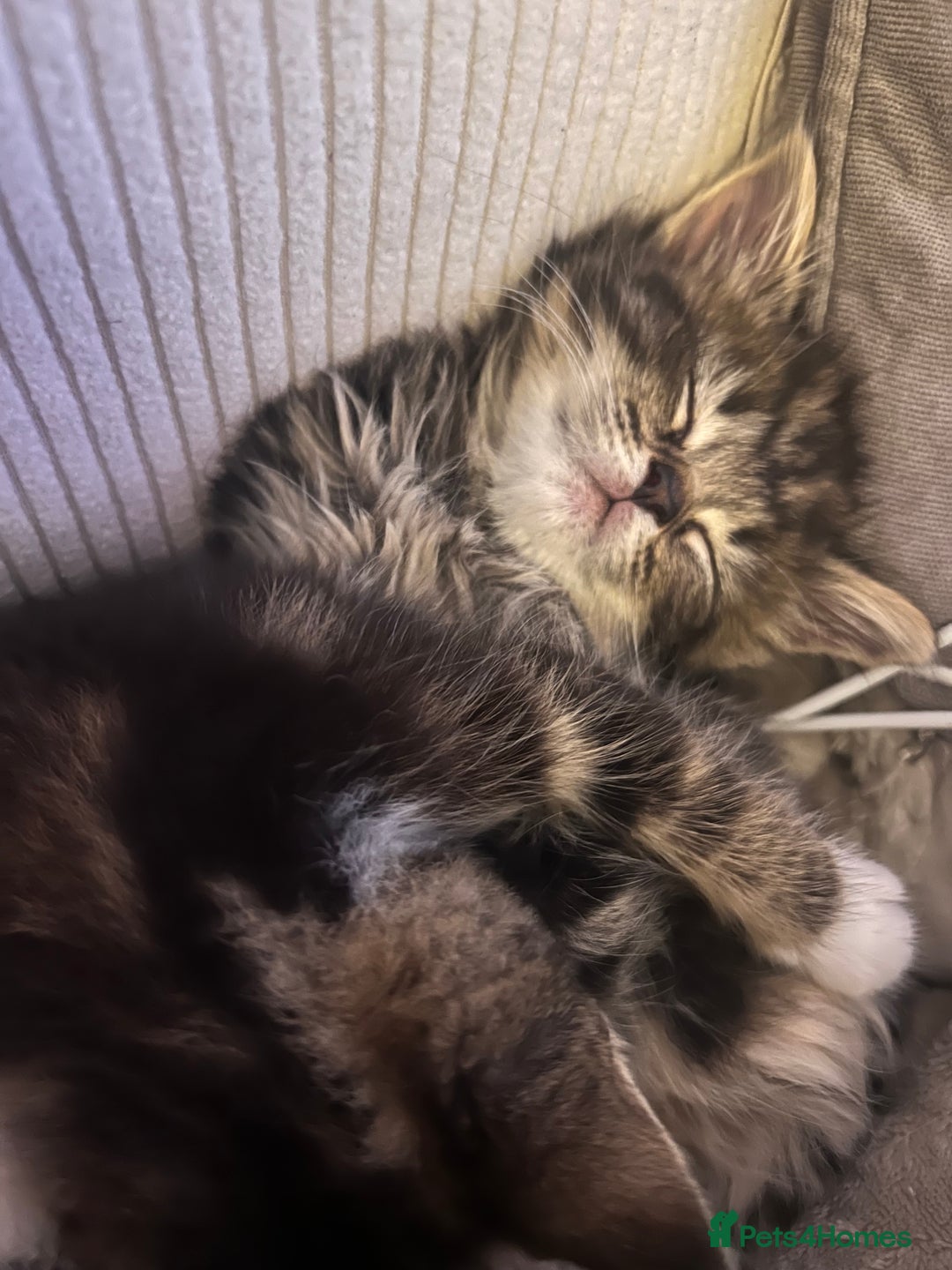 Domestic Shorthair cats for sale: 5 beautiful kittens for sale  - Image 2