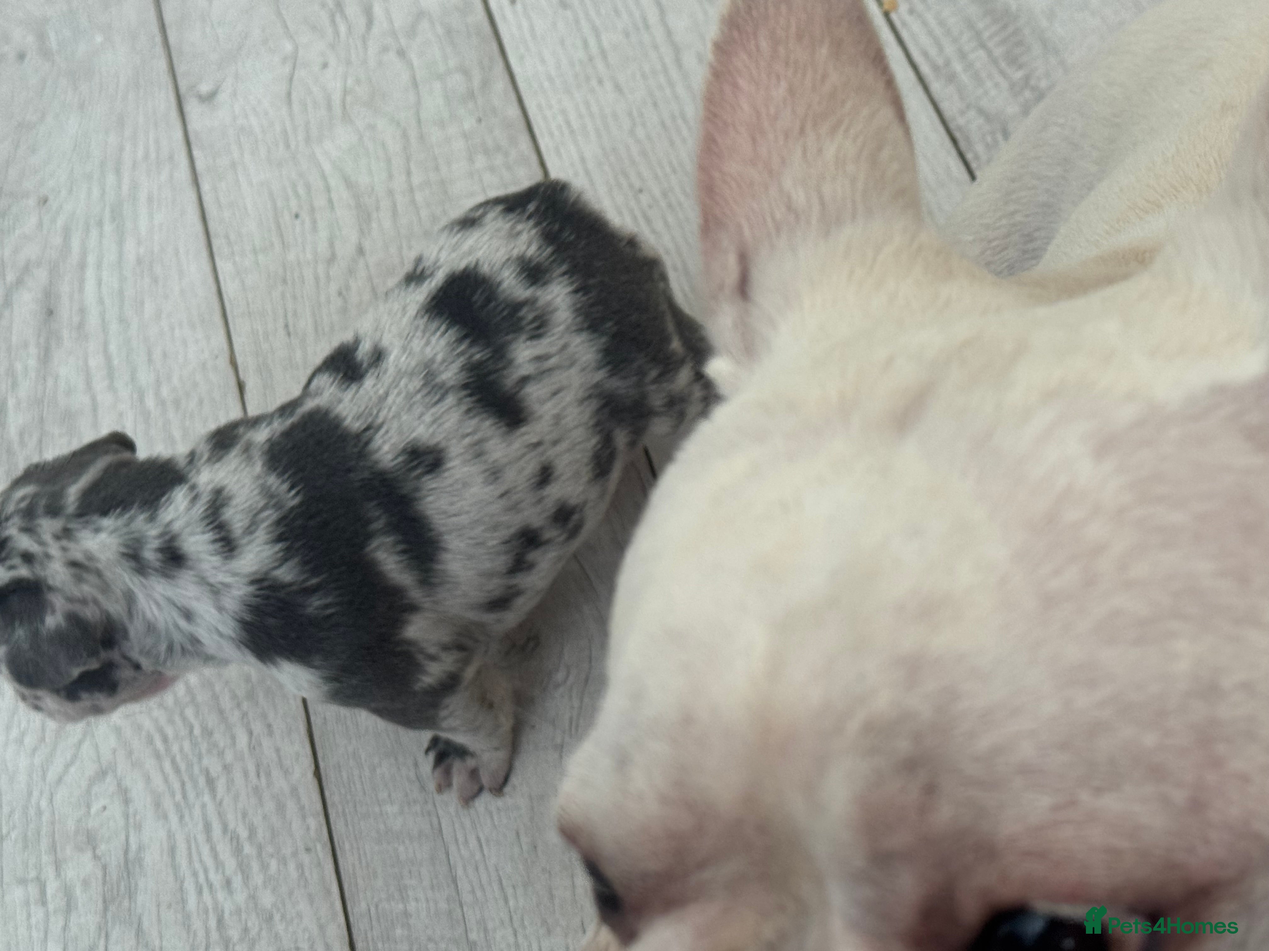 French Bulldog dogs French Bulldog KC reg puppies  - Advert 2