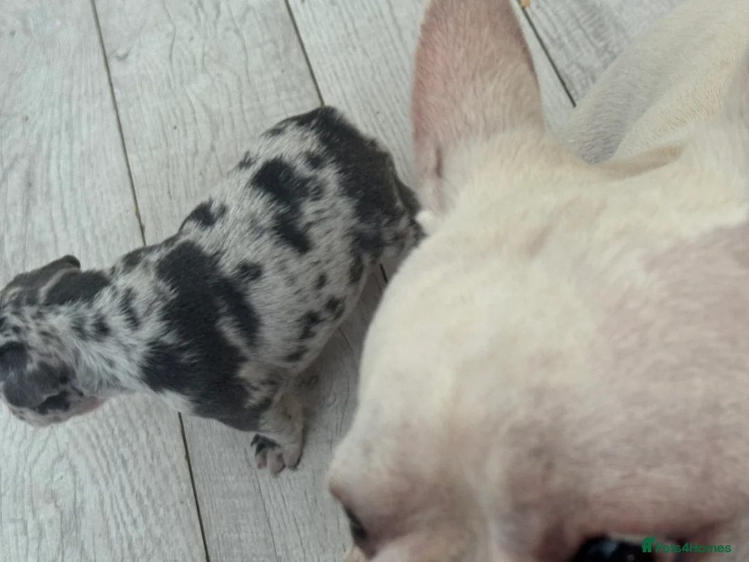 French Bulldog dogs for sale: French Bulldog KC reg puppies  in South Ockendon - Advert 2