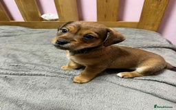 Mixed Breed dogs for sale: Beautiful female puppy.  - Image 8