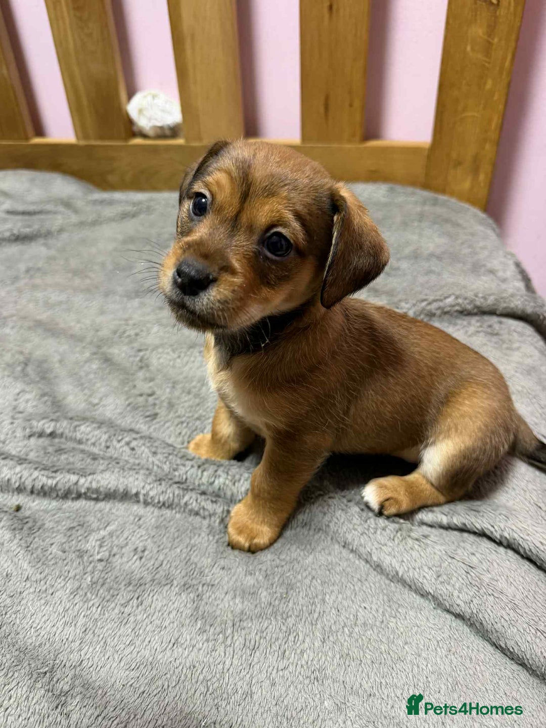 Mixed Breed dogs for sale: Beautiful female puppy.  - Image 8