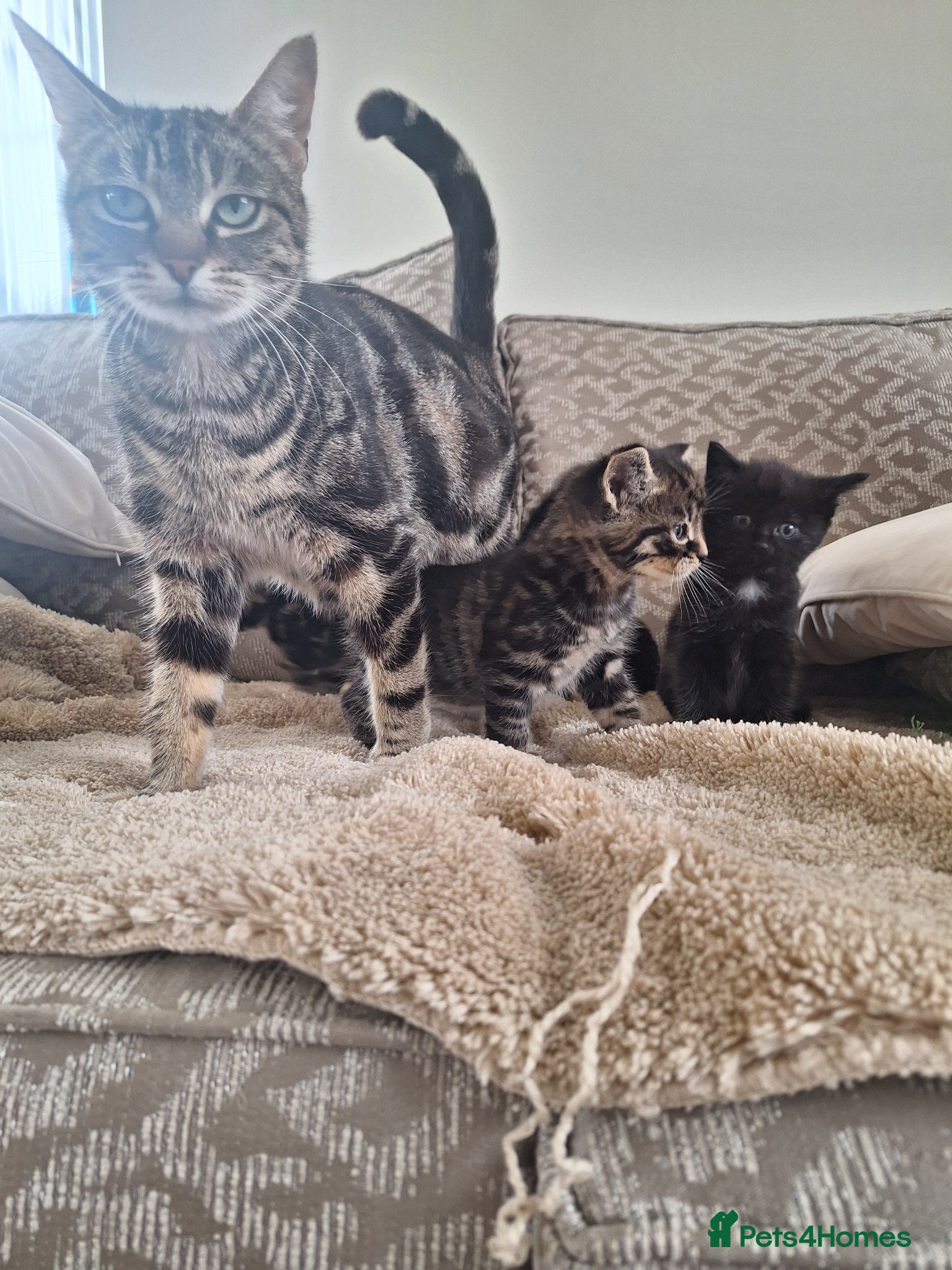 Mixed Breed cats Tabby and smoky grey kittens  - Advert 2