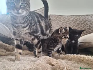 Mixed Breed cats Tabby and smoky grey kittens - Advert 2