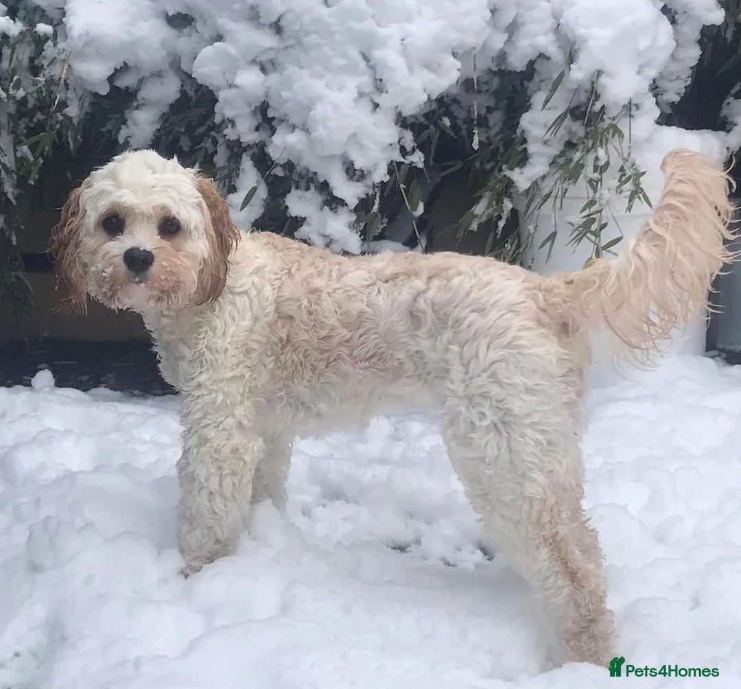 Cavapoochon dogs for sale: Cavapoochons fully health tested parents  - Advert 2