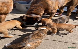 Boxer dogs for sale: Boxers 2 bitches - Image 15