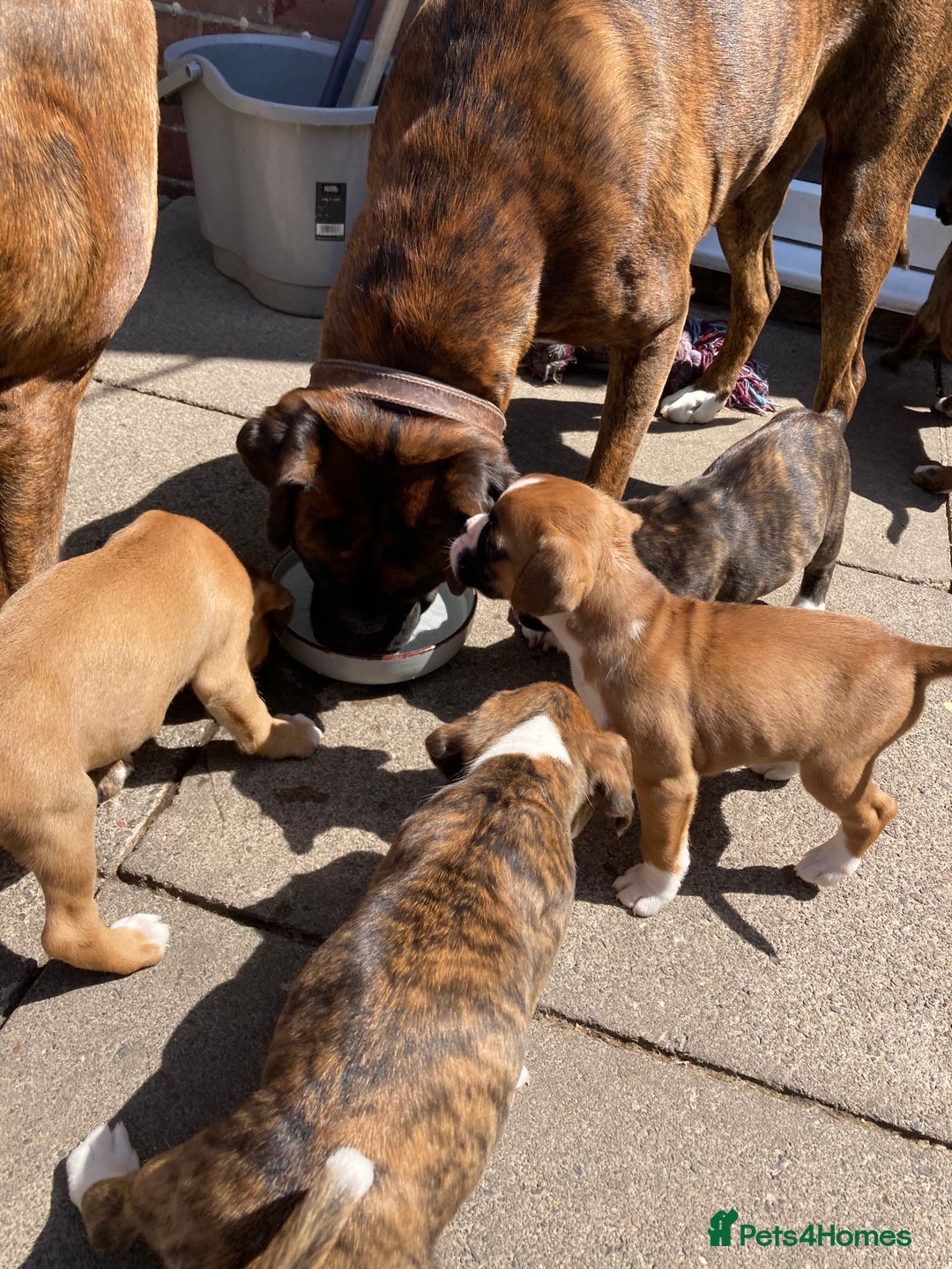 Boxer dogs for sale: Boxers 2 bitches - Image 15