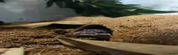 Leopard Gecko reptiles for sale: Leopard Gecko  - Advert 4