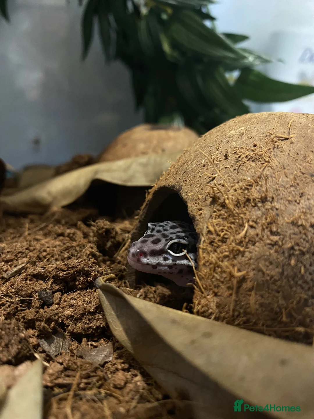 Leopard Gecko reptiles for sale: Leopard Gecko  - Advert 4