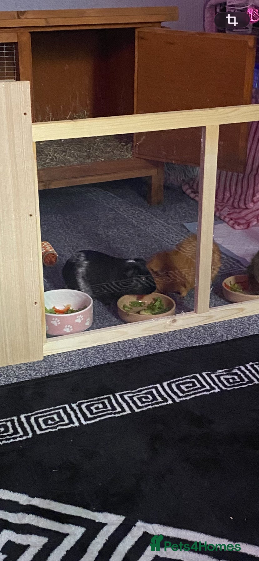 Guinea Pig rodents Oreo  - Advert 3