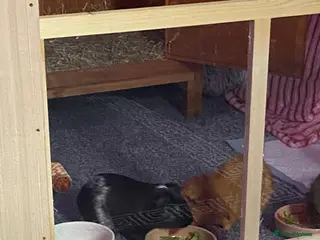 Guinea Pig rodents Oreo - Advert 15