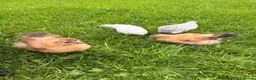 Mixed Breed birds for sale: 4 Check in Liverpool - Advert 2