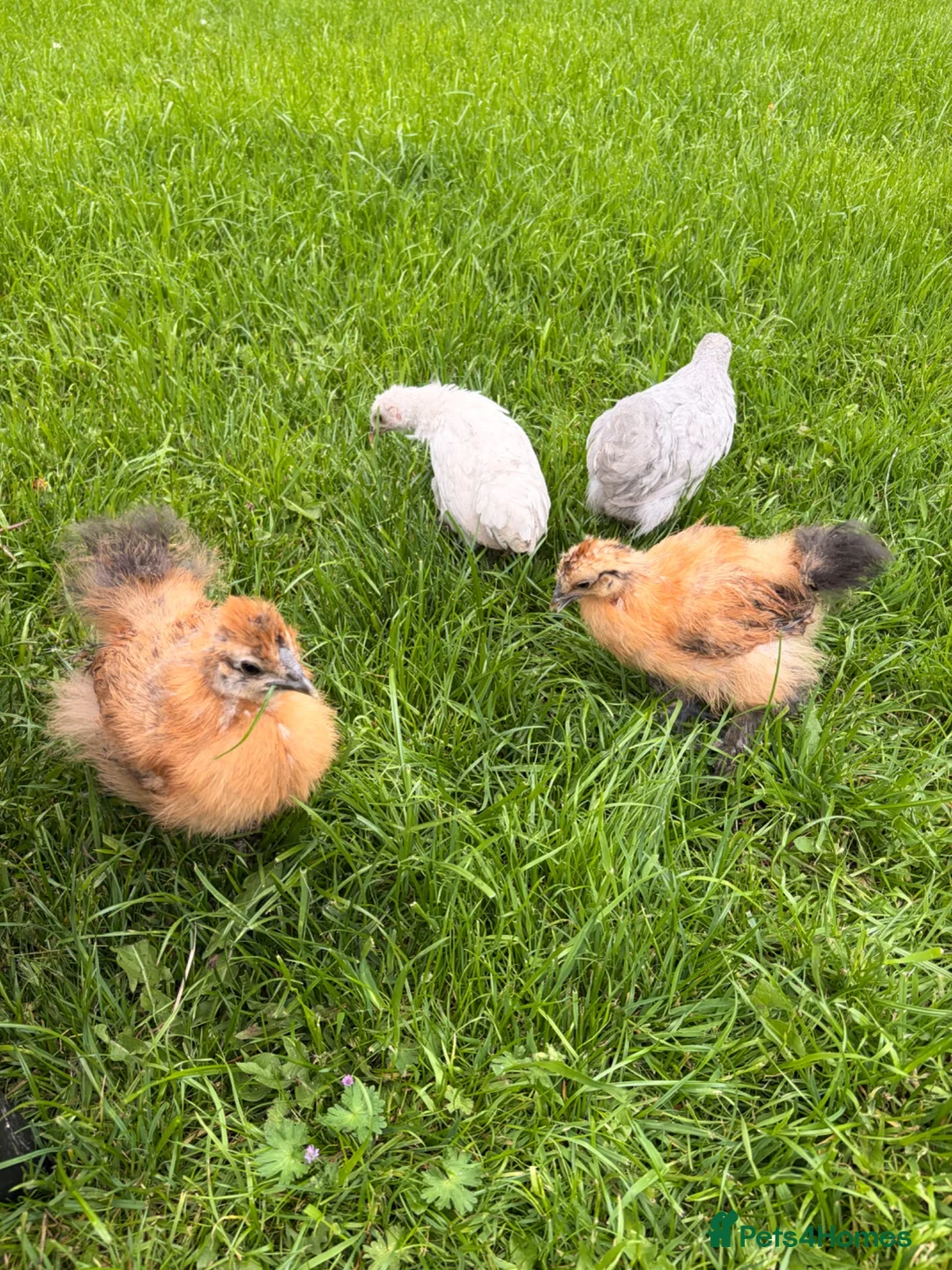 Mixed Breed birds for sale: 4 Check in Liverpool - Advert 2