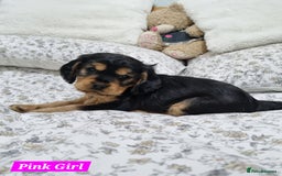 Cocker Spaniel dogs for sale: 🐾 Beautiful Show Cocker Spaniel Puppys - Image 14