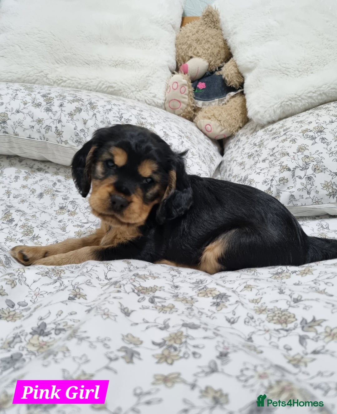 Cocker Spaniel dogs for sale: 🐾 Beautiful Show Cocker Spaniel Puppys - Image 14
