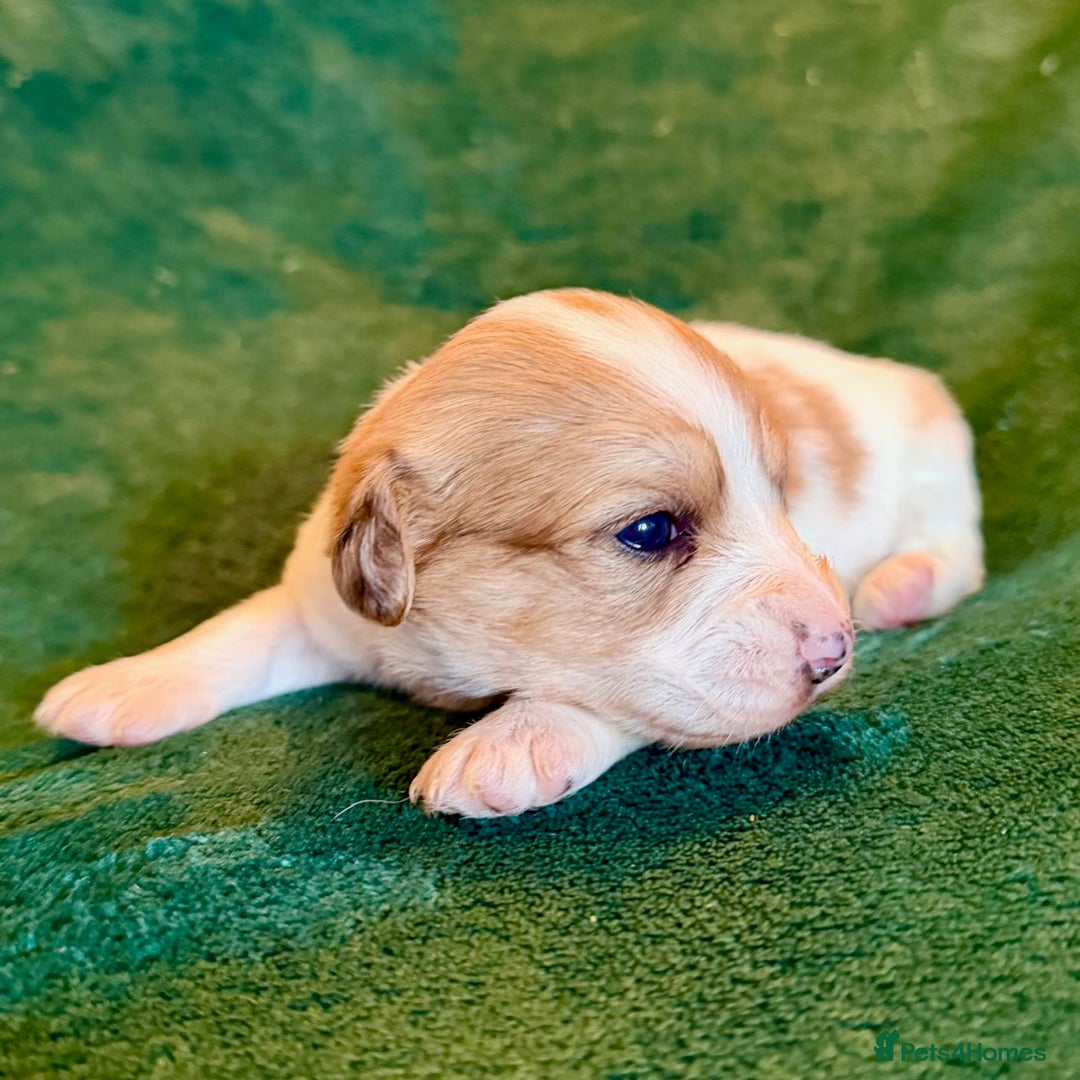 Mixed Breed dogs for sale: Merle Cockachon Teddy Bears - Advert 10