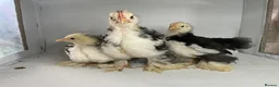 Chickens poultry for sale: MOTTLED PEKIN GROWERS  - Advert 3