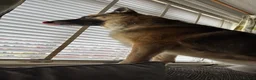 German Shepherd dogs for sale: Blue  in Warrington - Advert 4