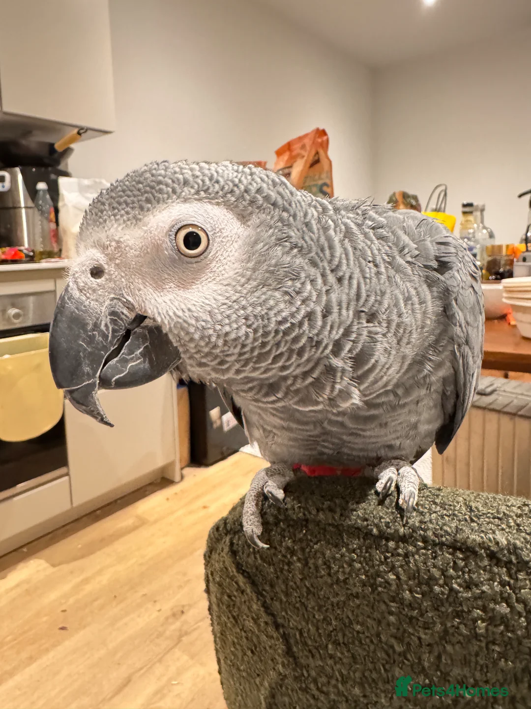 Parrots birds for sale: Burger in Manchester - Advert 1