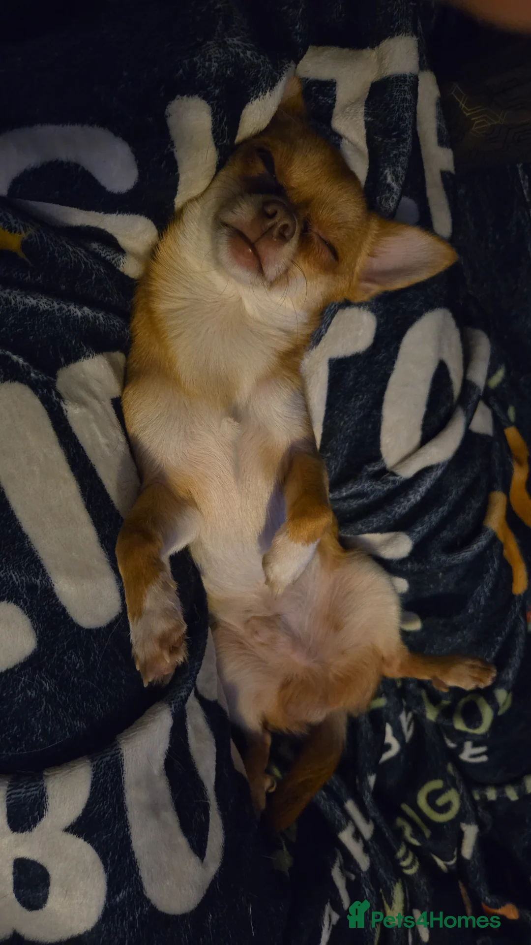 Chihuahua dogs for sale: 2 year old chihuahua looking for forever home  - Advert 4