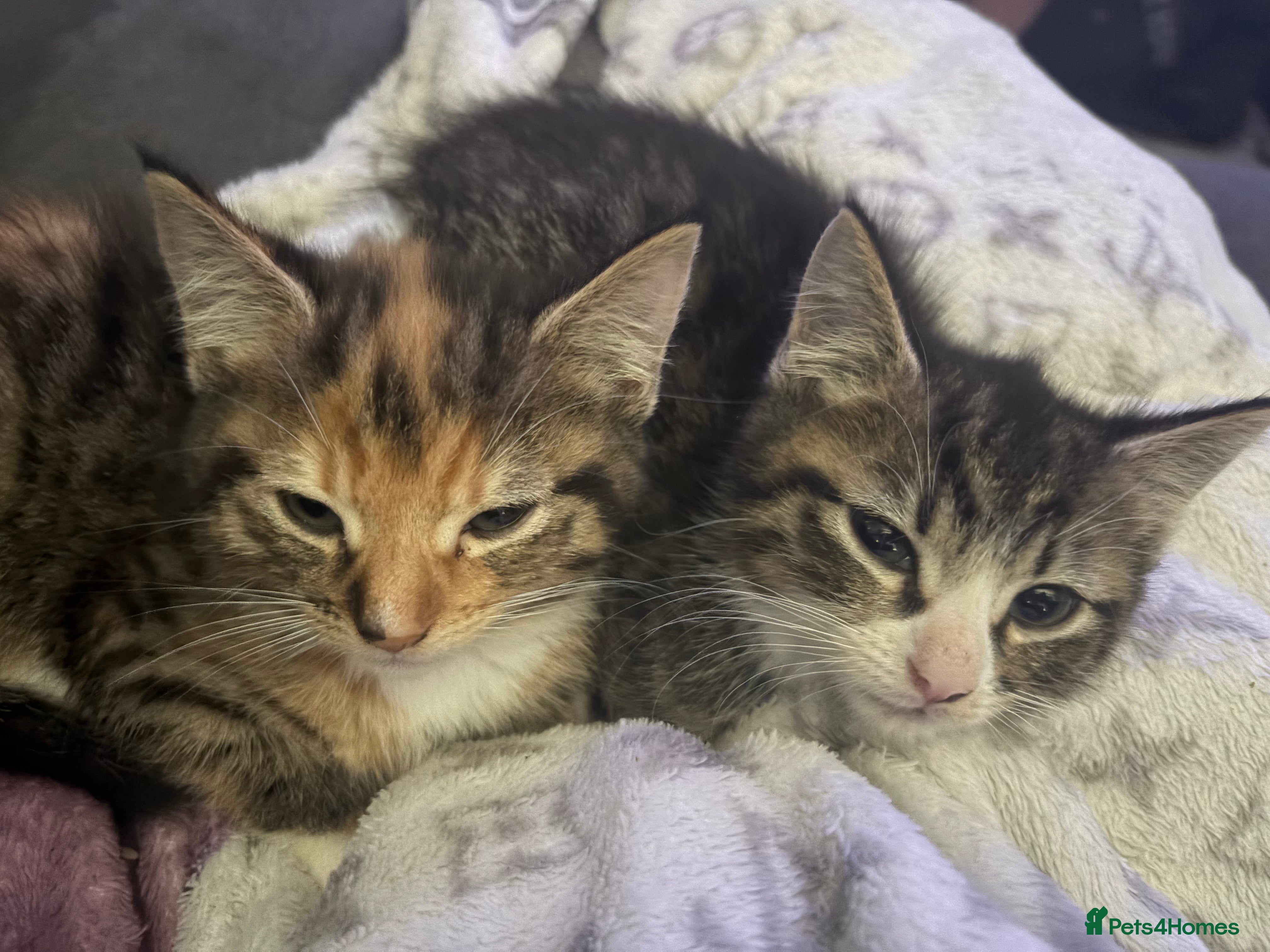 Mixed Breed cats 4 beautiful kittens  - Advert 12