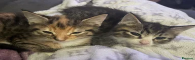 Mixed Breed Kitten 2