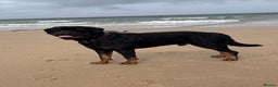 Rottweiler dogs for stud: Proven KC Rottweiler At Stud  in Bacup - Advert 4