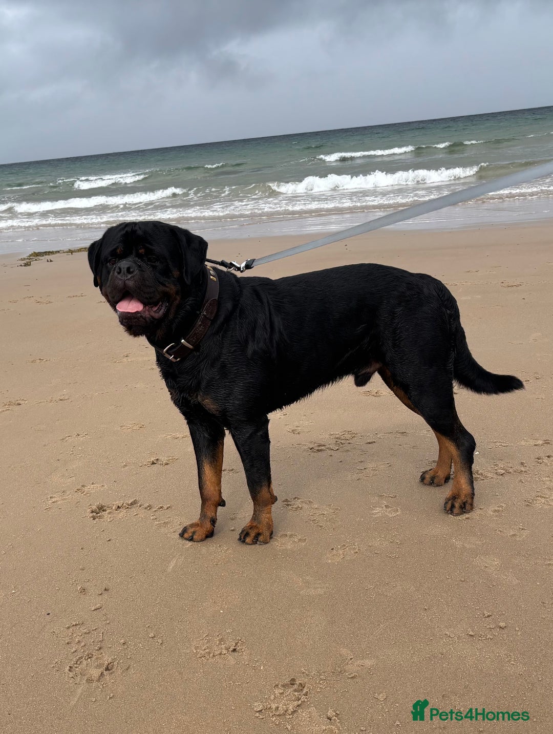 Rottweiler dogs for stud: Proven KC Rottweiler At Stud  in Bacup - Image 2