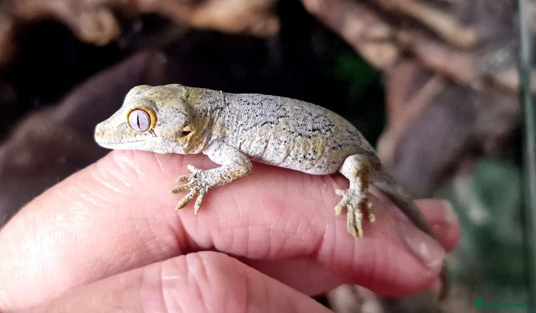 Gecko reptiles for sale: Gargoyle Gecko Babies 2+ months - Advert 1