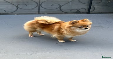 Pomeranian dogs - Advert 3