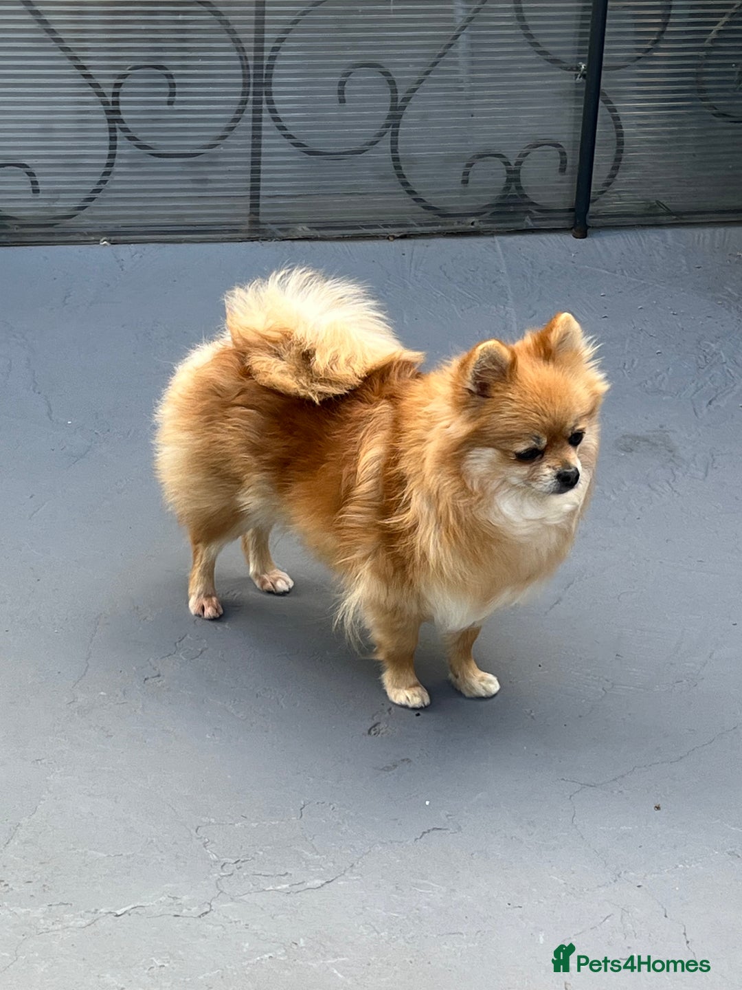 Pomeranian dogs for sale: Four years old Pomeranian female for sale.  - Image 3