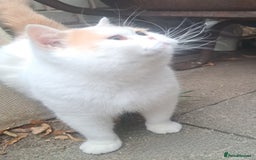 British Shorthair cats for sale: Affectionate cream and white van male  - Image 1
