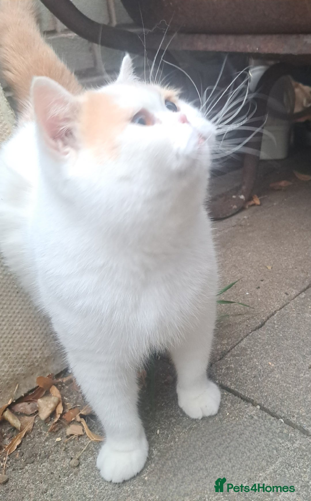 British Shorthair cats for sale: Affectionate cream and white van male  - Image 1