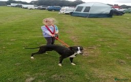 Mixed Breed dogs for sale: Beddy whippets - Image 6
