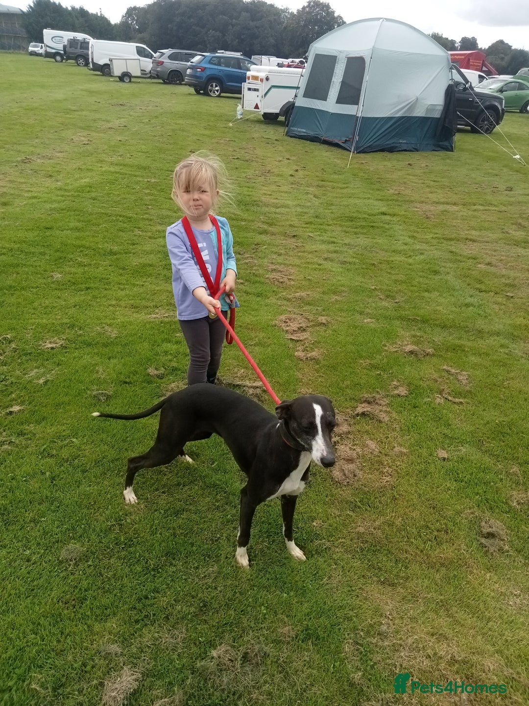 Mixed Breed dogs for sale: Beddy whippets - Image 6