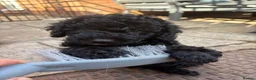 Labradoodle dogs for sale: Miniature labradoodle x toy poodle  - Advert 13