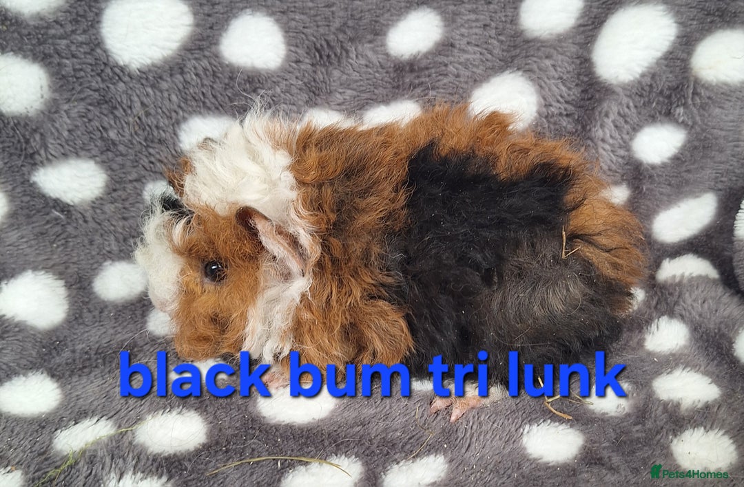 Guinea Pig rodents for sale: Baby male guinea pigs - Image 6