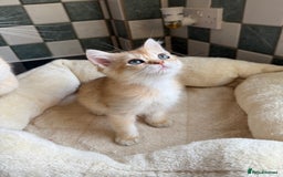 British Shorthair cats for sale: GCCF reg British Shorthair Chocolate Gold Kittens  in London - Image 29