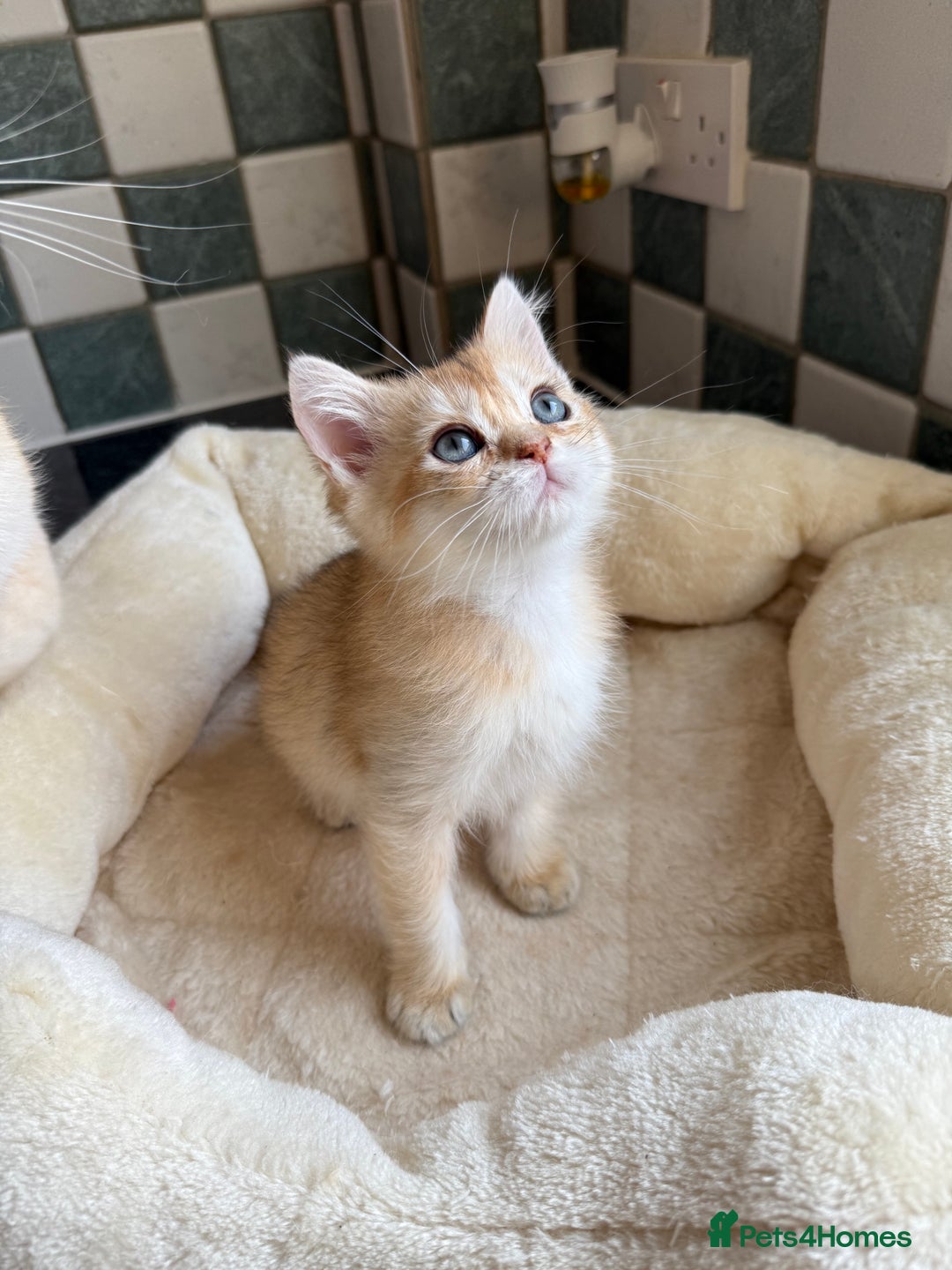 British Shorthair cats for sale: GCCF reg British Shorthair Chocolate Gold Kittens  in London - Image 29