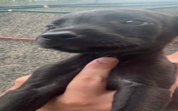 Mixed Breed dogs for sale: Wheaton bull greyhound puppies - Image 3
