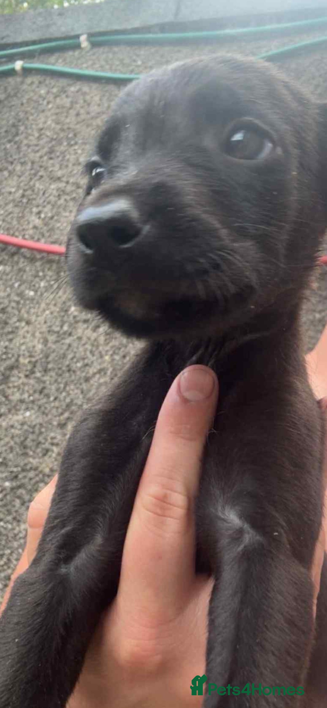 Mixed Breed dogs for sale: Wheaton bull greyhound puppies - Image 3