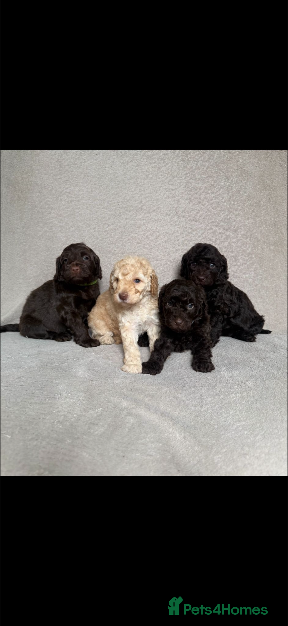 Cockapoo dogs F1b cockapoo pups  - Advert 5
