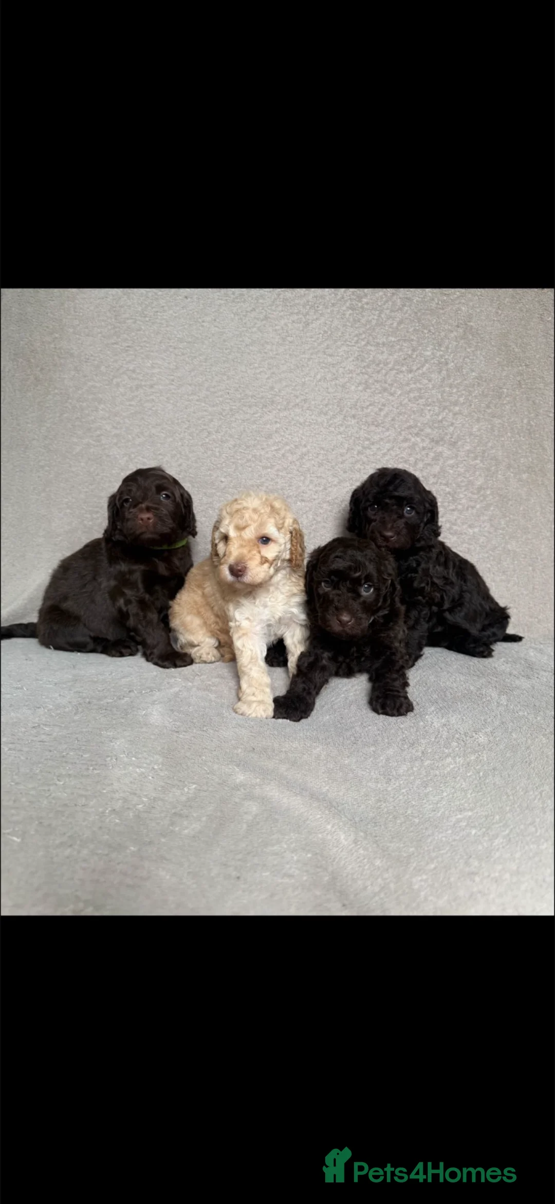 Cockapoo dogs for sale: F1b cockapoo pups  - Advert 1