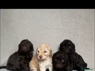 Cockapoo dogs F1b cockapoo pups - Advert 2