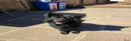 German Shepherd dogs for sale: Beautiful long haired german shepherd for sale - Advert 3