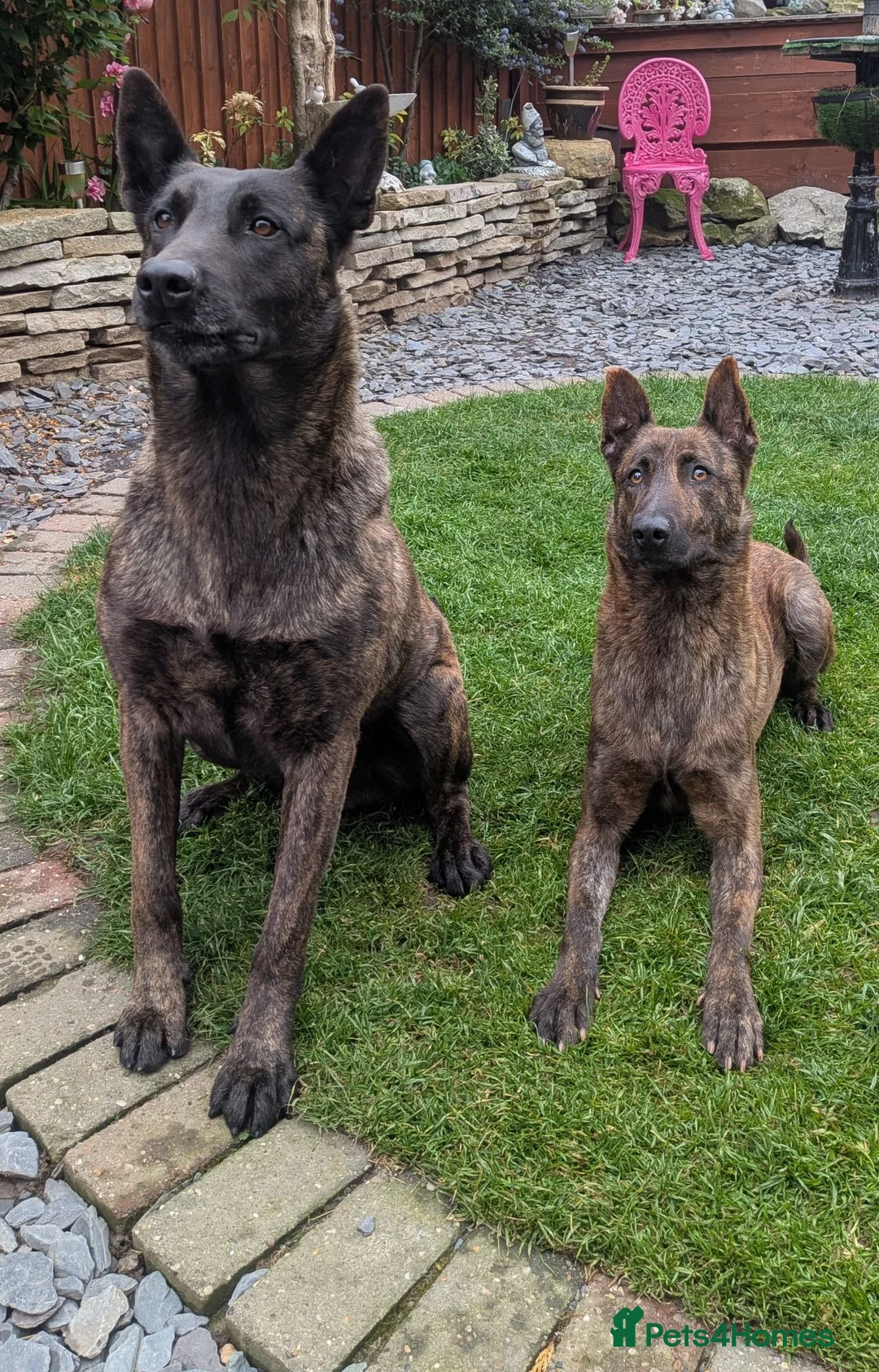 Belgian Shepherd Dog dogs for sale: Belgium mal - Advert 1