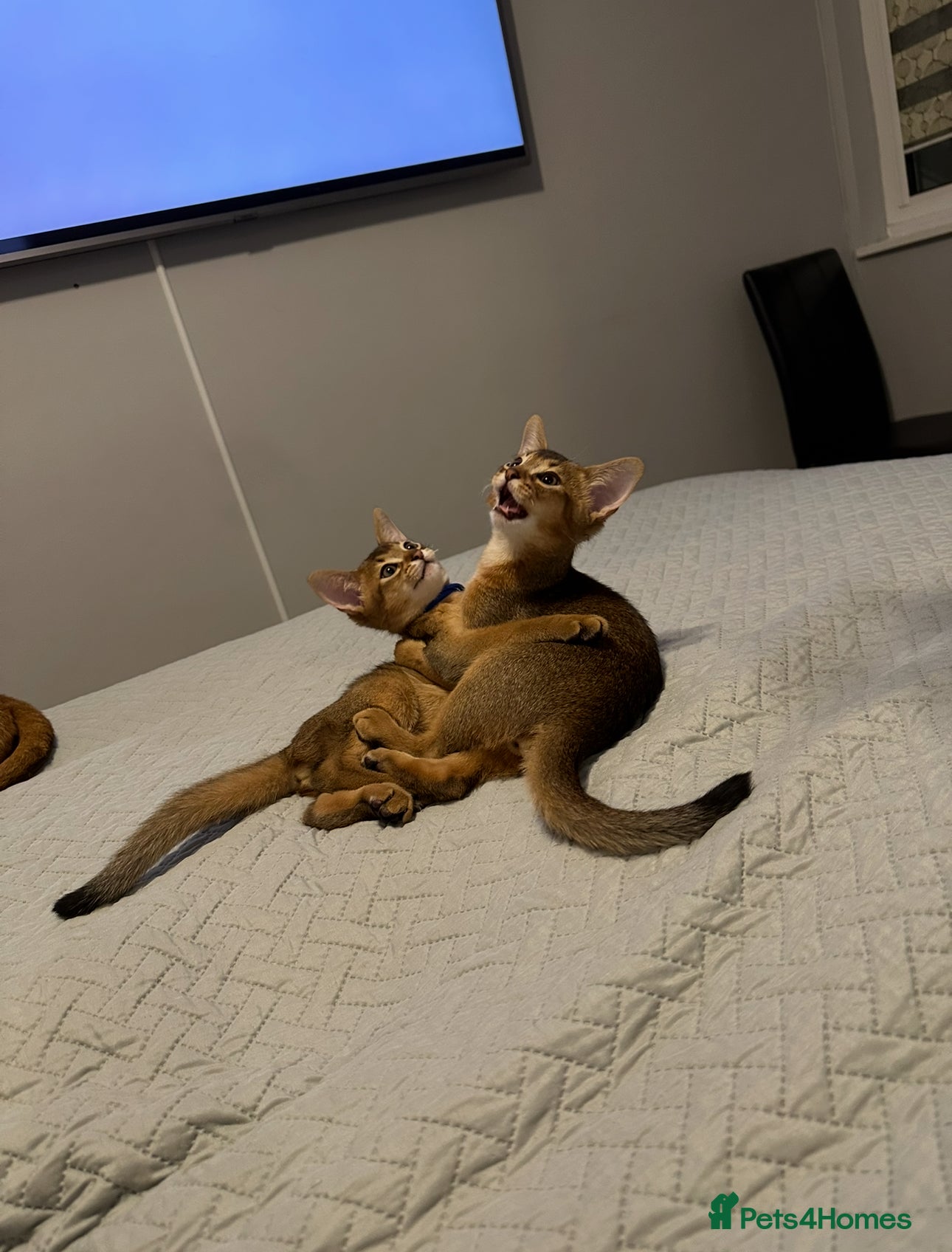 Abyssinian cats Pedigree Abyssinian kittens  - Advert 5