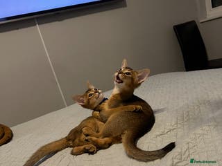Abyssinian cats Pedigree Abyssinian kittens - Advert 4