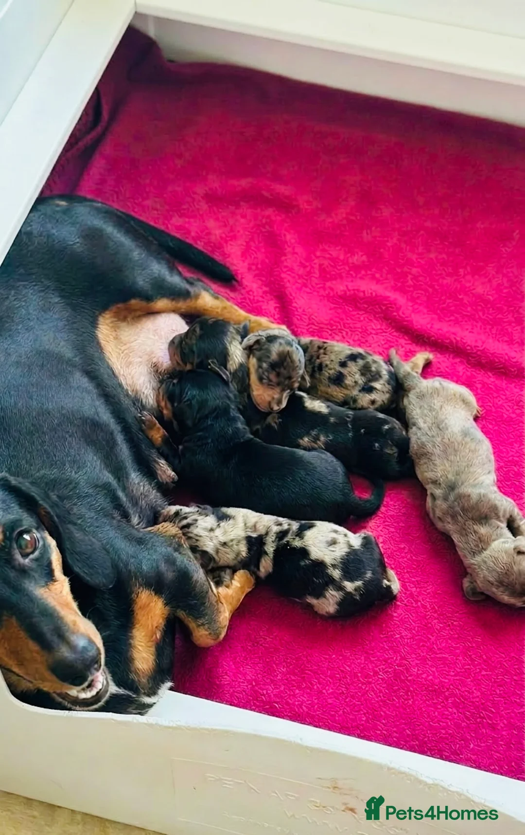 Miniature Dachshund dogs for sale: Quality Miniature Dachshund puppies - Advert 25