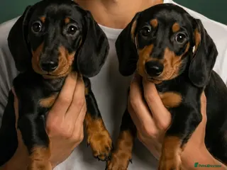 Miniature Dachshund dogs SILVER/BLACK Adorable dachshund puppies for sale😍 - Advert 15